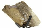Fossil Triceratops Rib Section w/ Metal Stand - South Dakota #363605-2
